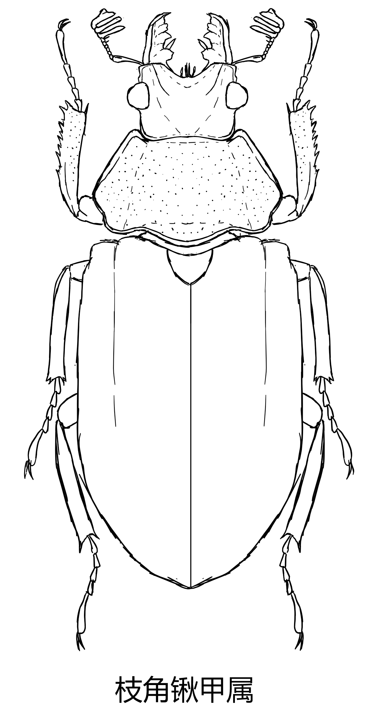 锹形虫素描图片