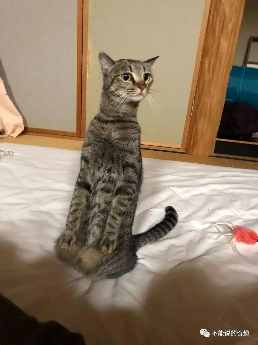 正坐双手放膝上 端正姿势比人类还标准 这只日本猫猫火了 哔哩哔哩