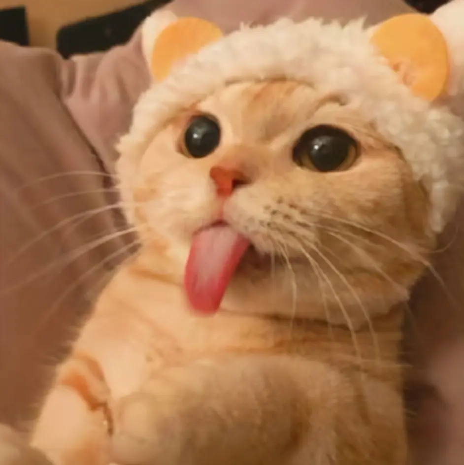 猫咪的13个小秘密 养猫多年的人 也未必知道 哔哩哔哩 猫咪的13个小秘密 养猫多年的人 也未必知道 哔哩哔哩