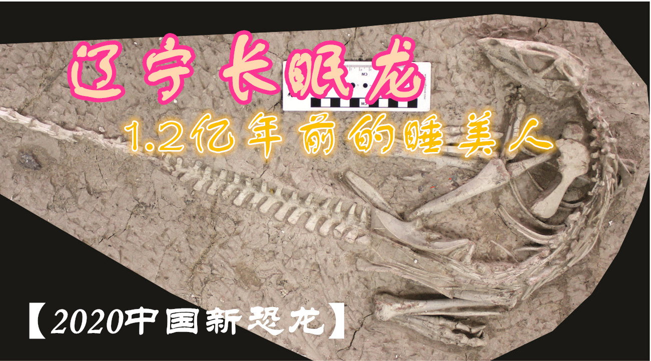 辽宁长眠龙:睡了一亿年的白垩纪睡美人!