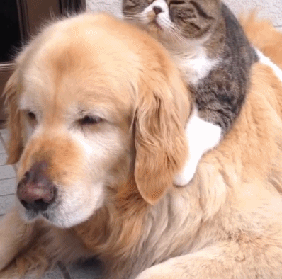 398_394gif 动态图 动图