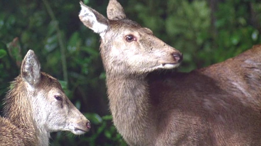 每一个城市单身青年,都该看看《美国狼人在伦敦》