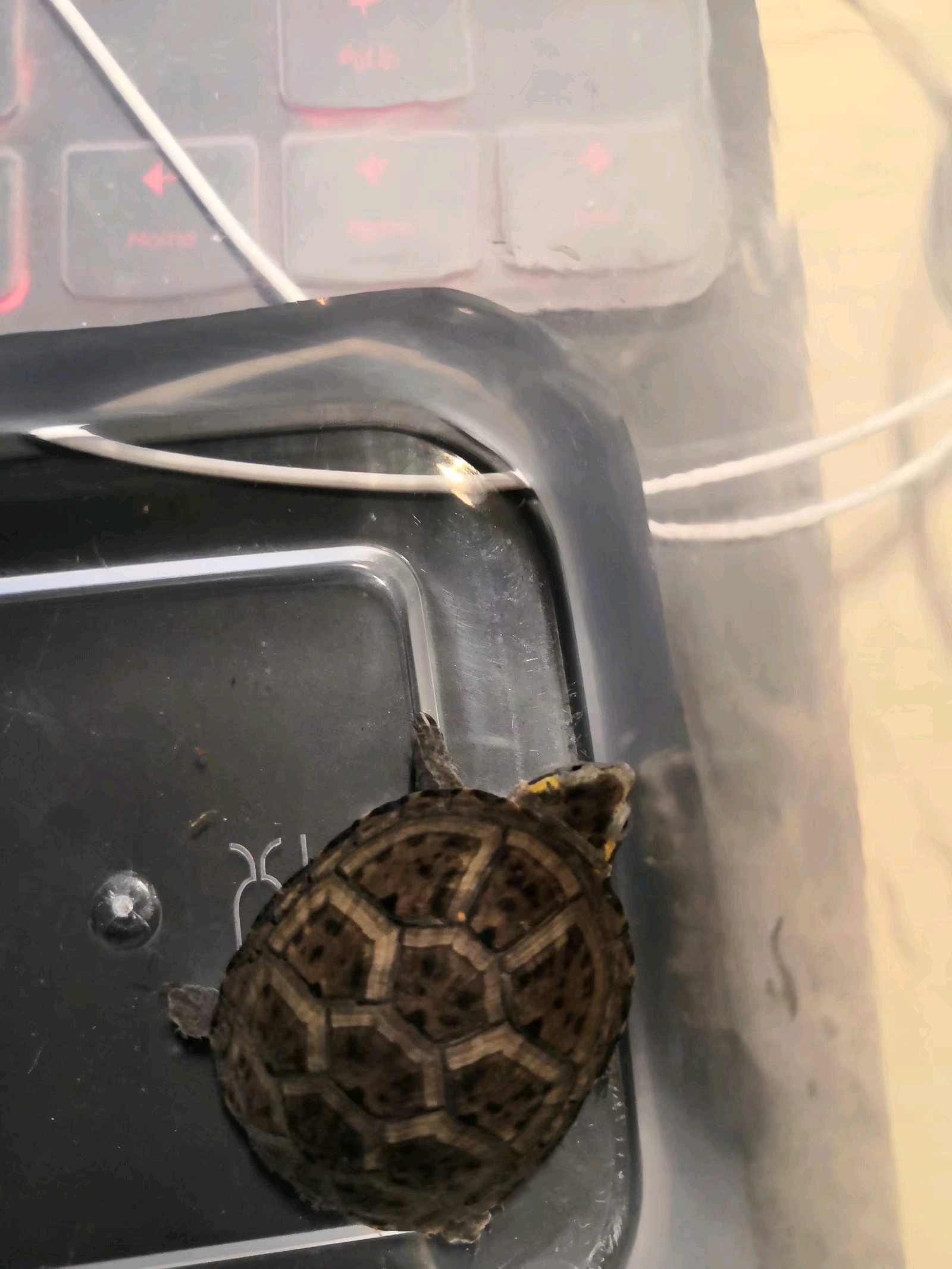 奇龟异谈【廿二】东方三亚种 魁梧将军 头盔泥龟