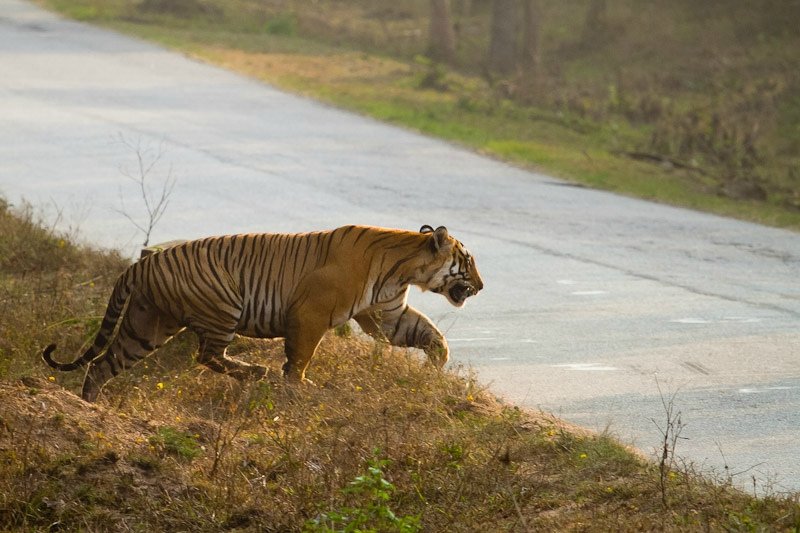 印度三大巨虎图片
