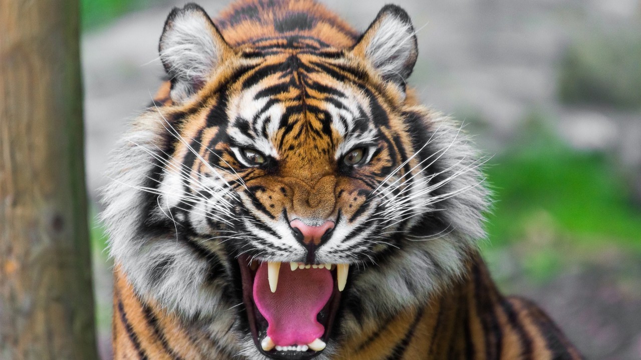老虎有几颗牙齿图片