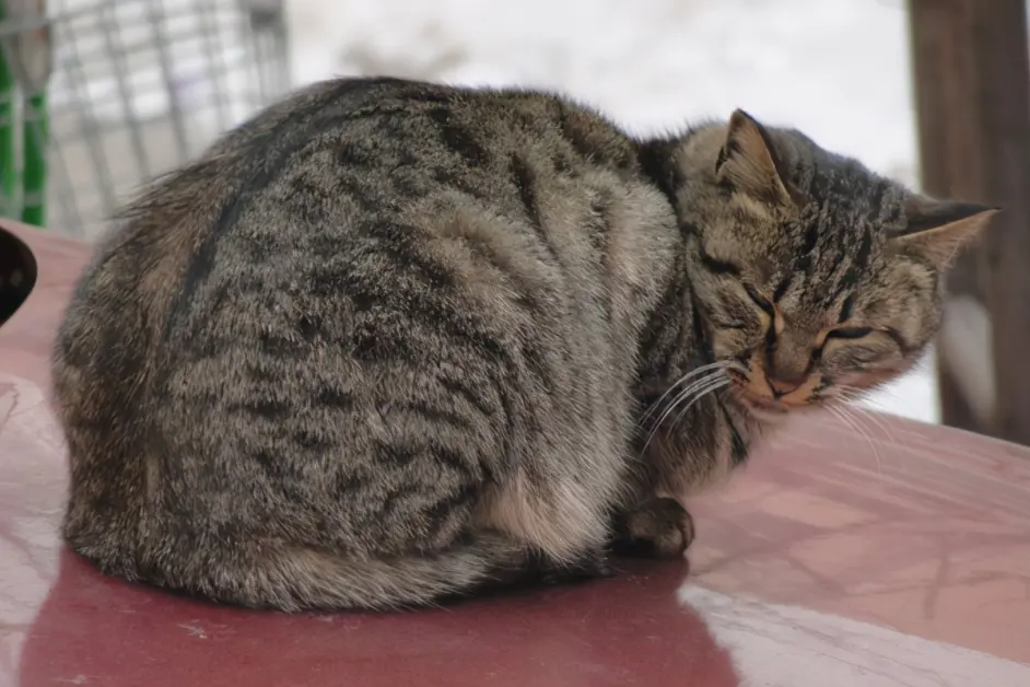 猫咪若有这几种表现 说明患上了 老年痴呆 多陪它们一点吧 哔哩哔哩