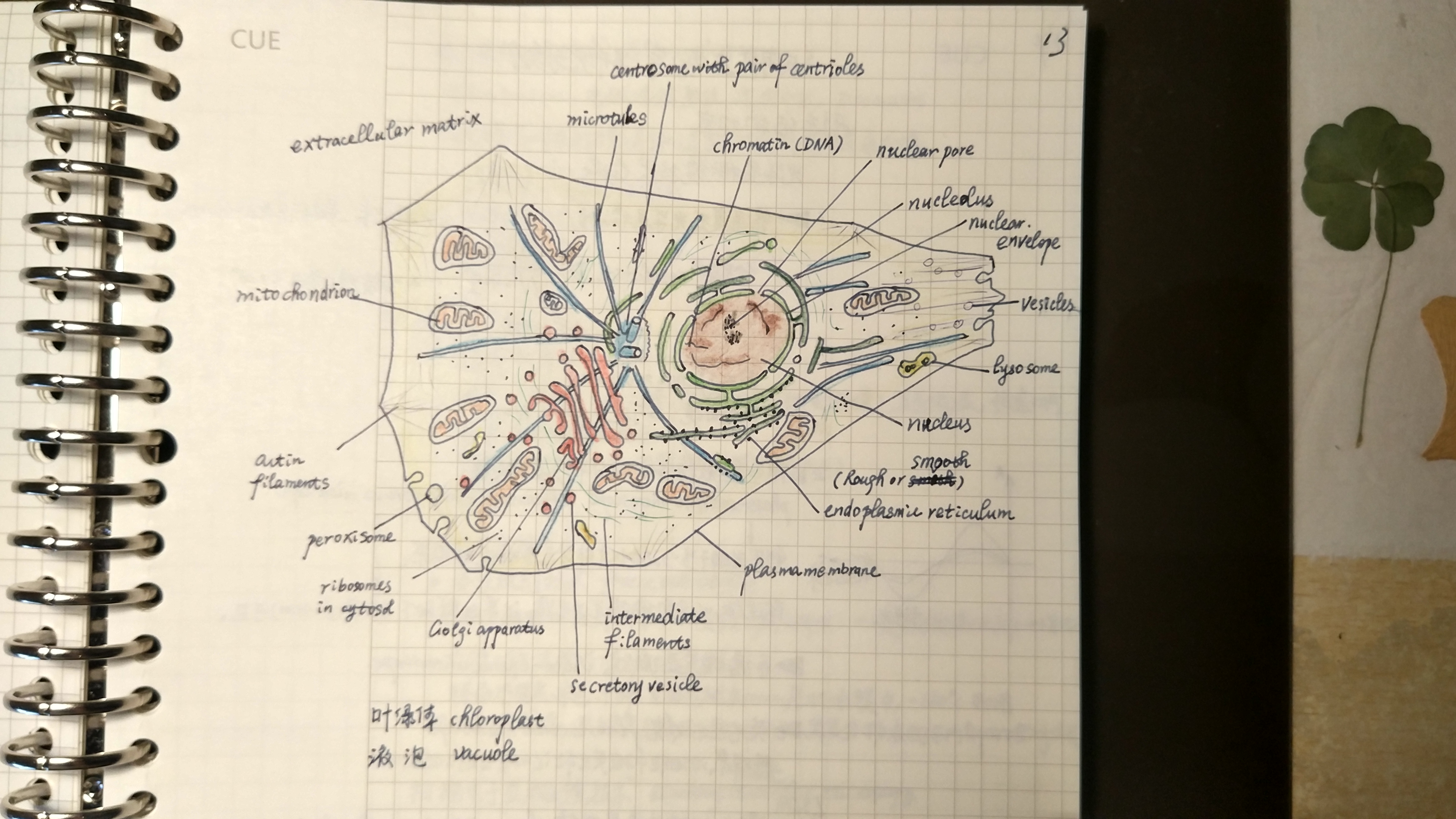 细胞生物学笔记【02】细胞统一性与多样性补全