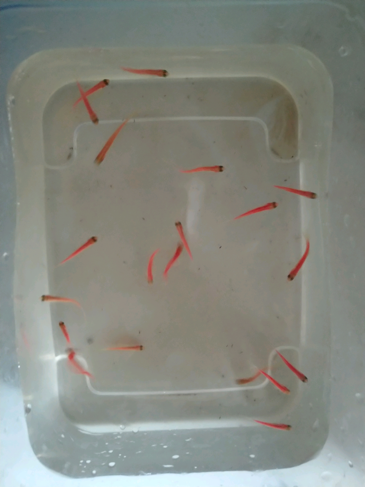 科学网—我拍的鱼卵光学超高分辨率图像 - 王晓明的博文
