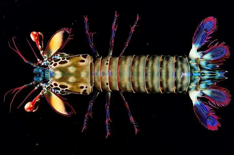 快过年了说一说我喜欢的节肢动物2甲壳亚门