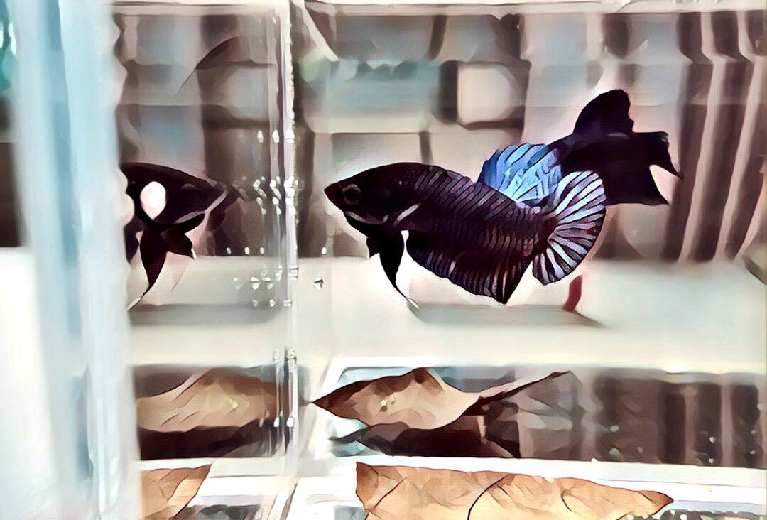 动物头像壁纸泰国斗鱼观赏鱼壁纸头像