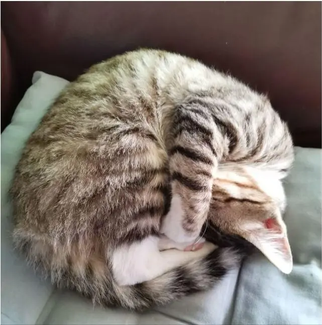 猫咪的睡姿代表着性格，出现第3种，宠主需要警惕了！ - 哔哩哔哩