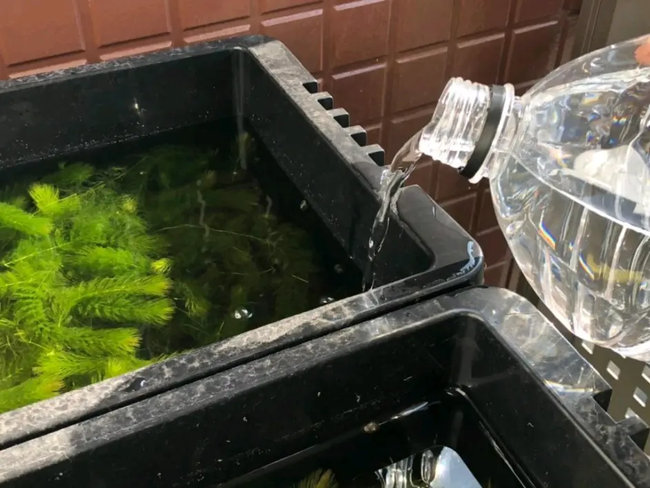 观背青鳉饲育指南补充篇 瘦病 哔哩哔哩