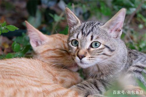 猫咪发情期叫个不停!绝育该不该提上日程?