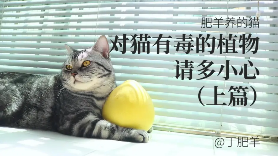 对猫有毒的植物 上篇 常见对猫有毒植物图鉴 文字版 哔哩哔哩
