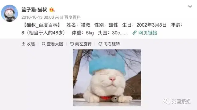 脑袋可顶万物的猫叔离世了 谢谢你治愈我们呀 哔哩哔哩