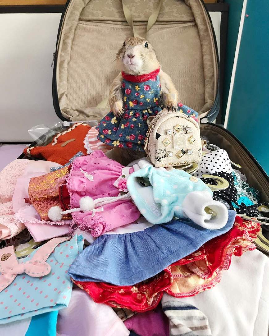 作为近些年来宠物界的新贵,原来土拨鼠也可以