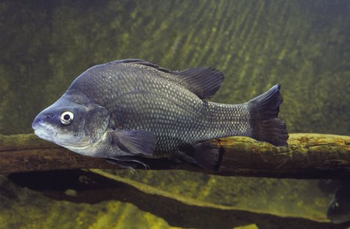 南半球的鲈鱼真鲈科物种总览