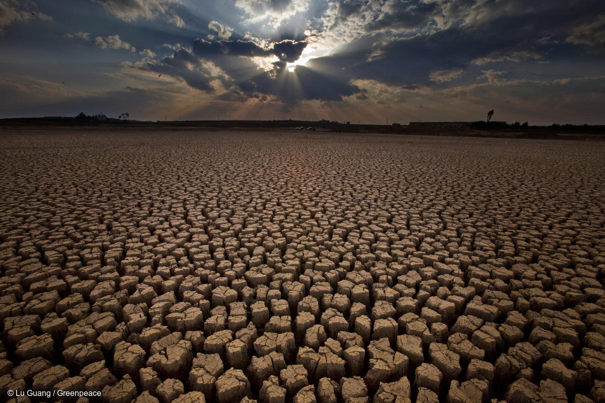 蝗灾:气候变化加剧全球粮食危机的警钟