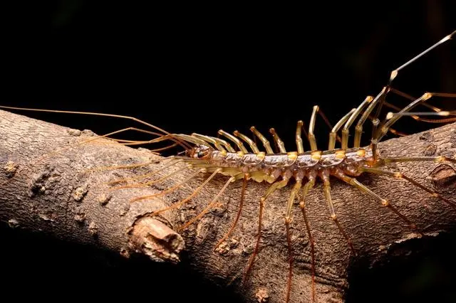 蚰蜒综合帖 哔哩哔哩