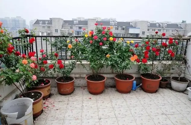 蓝妖 夏天盆栽月季怎么防晒 南方地区推荐使用 哔哩哔哩