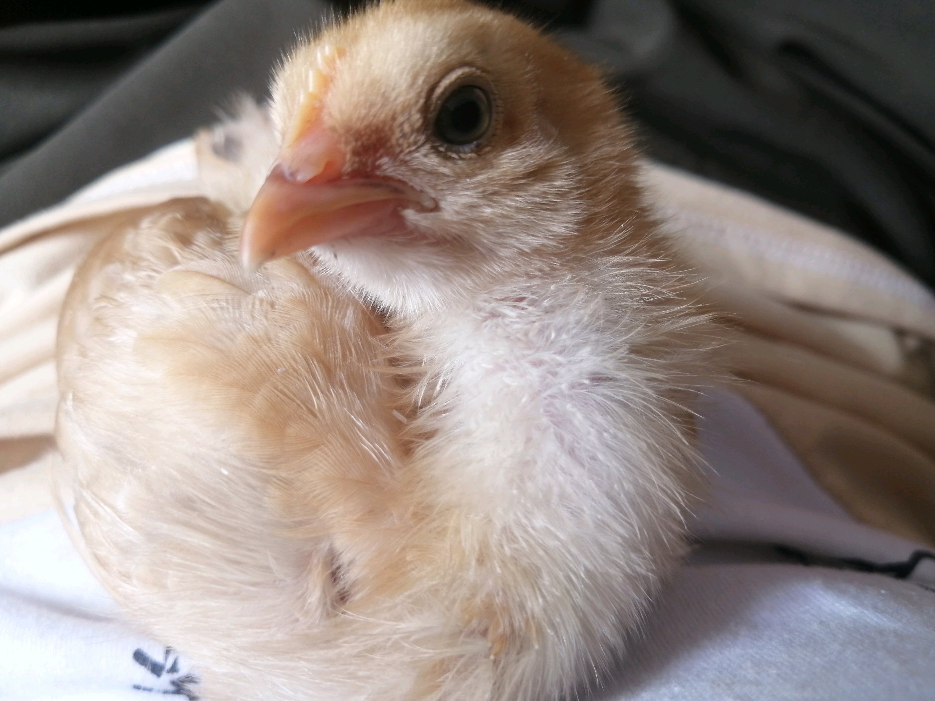 管理丨雏鸡的饲养管理技术