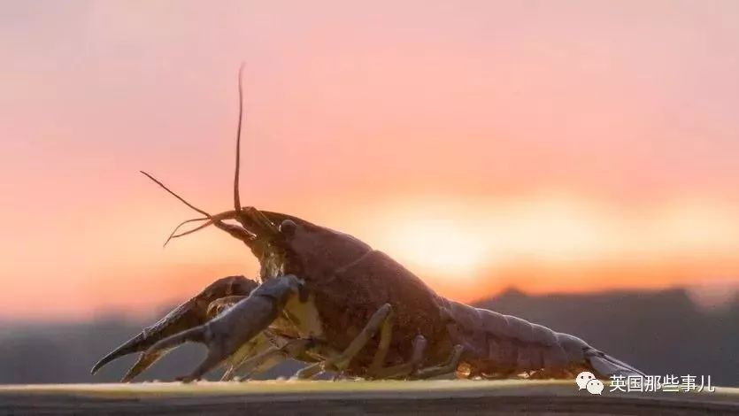一只变异的小龙虾掌握了无限自我复制的能力25年克隆