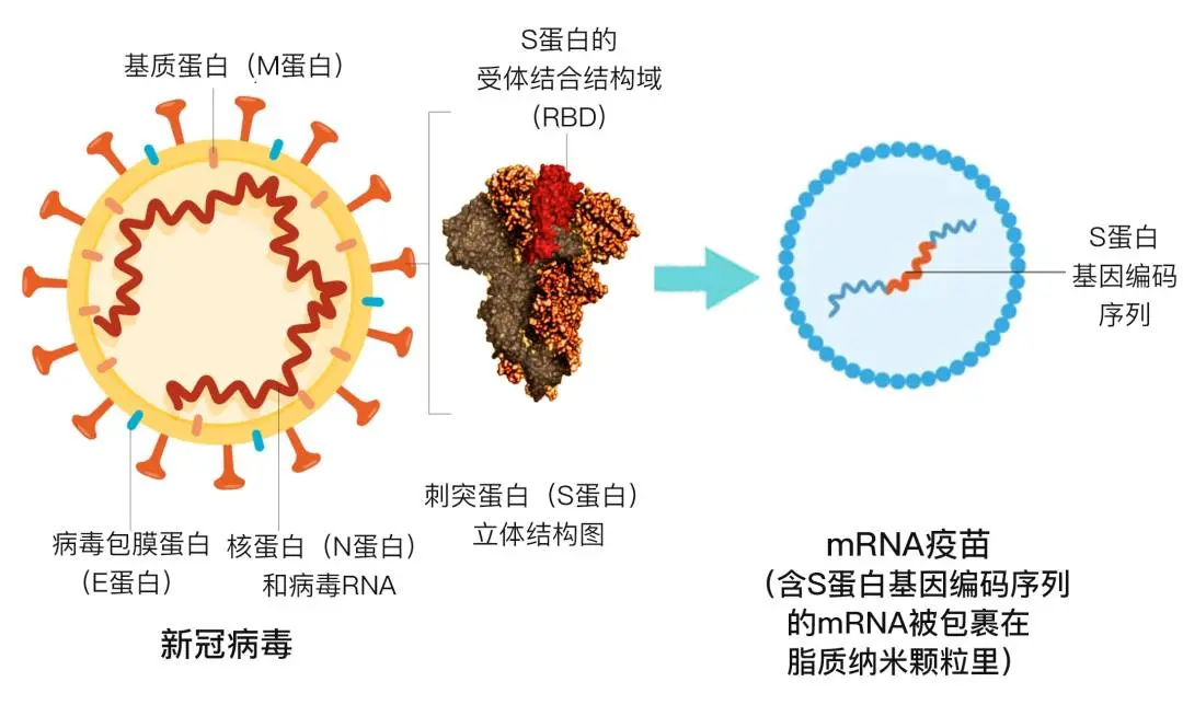 設計突變，穩定新冠病毒S蛋白，中國科學家對新技術疫苗的貢獻