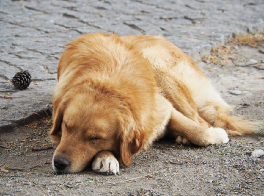 老金毛每天去女子家中睡觉,睡觉1小时就离开,主人跟它一样无奈
