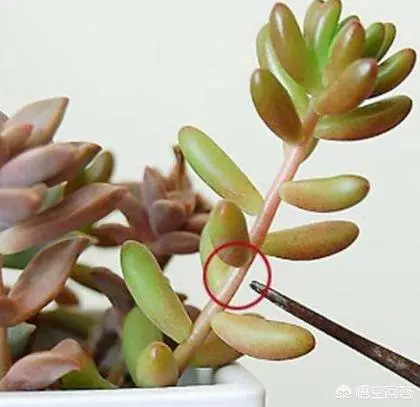 多肉徒长是什么原因 多肉徒长怎么处理 哔哩哔哩
