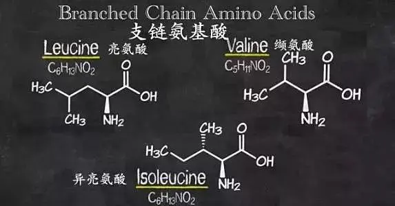 索队聊补剂 Bcaa真的是鸡肋吗 去伪求真一篇说透 哔哩哔哩