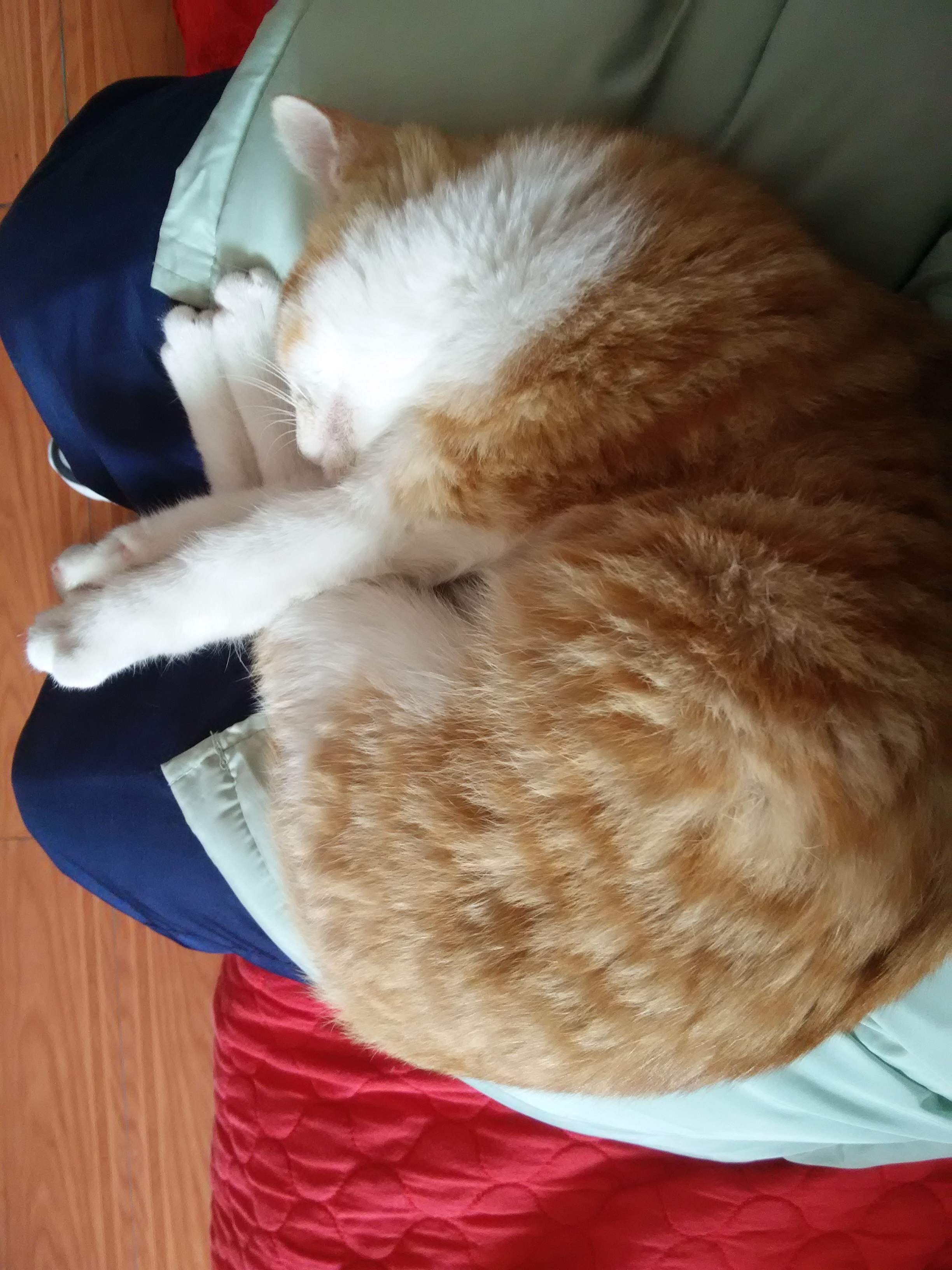 我与阿香的幸福生活就这样开始了