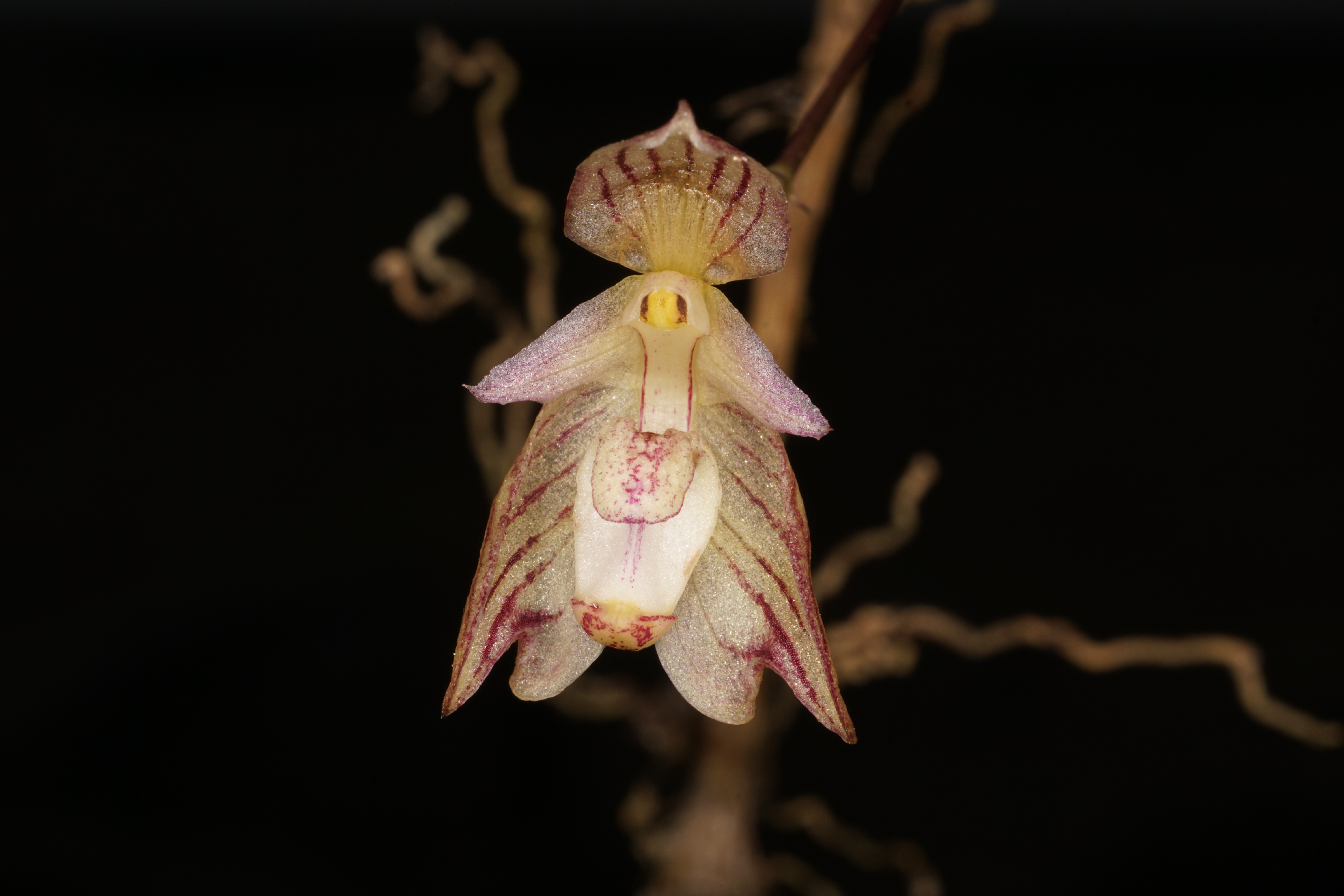 广东仲春植物赏