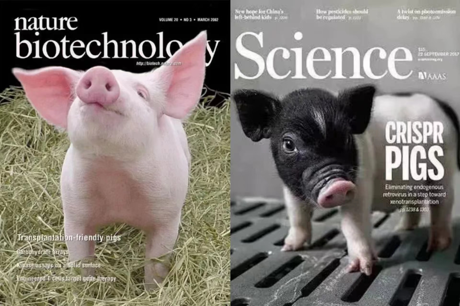 科学家首次将两个猪肾移植到人体 - 2022年1月21日, 俄罗斯卫星通讯社