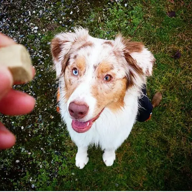 狗狗白内障4大征兆 高发犬种要注意 因为眼药水不能预防治疗 哔哩哔哩