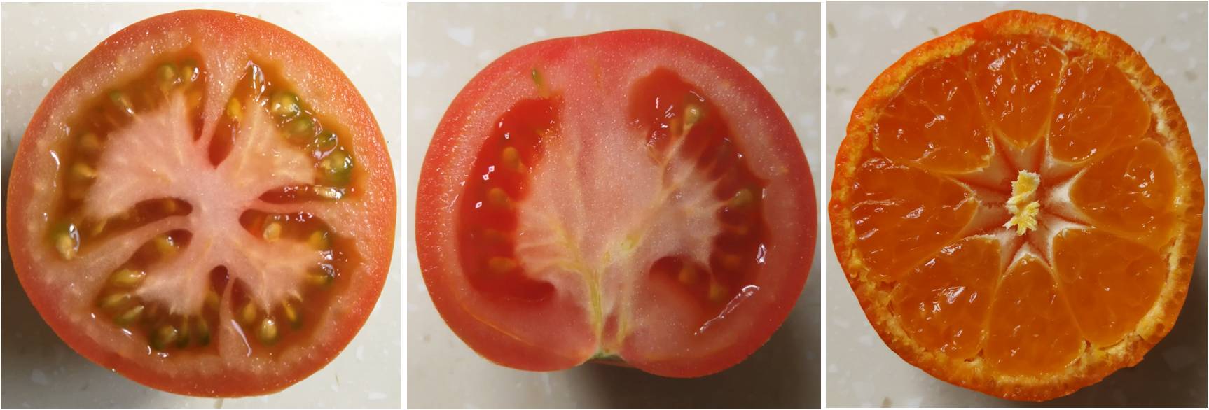 【停课不停学】雄蕊、心皮与胎座 - 哔哩哔哩