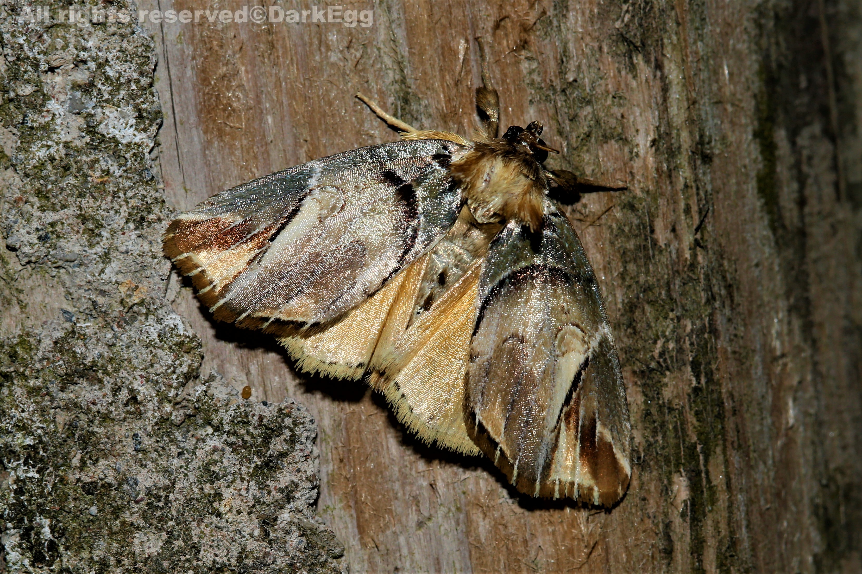 西南虫记叙永画稿溪20180908三