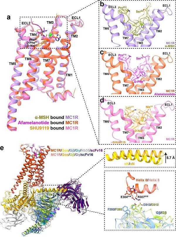 钙离子通道研究最新进展（2021年11月） - 哔哩哔哩