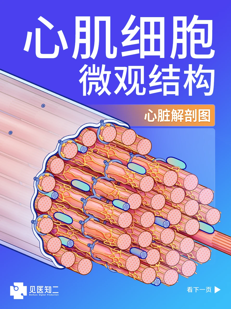 【解剖笔记】心肌细胞的微观结构 - 哔哩哔哩