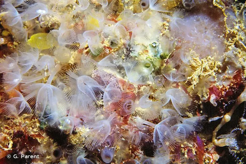 最早的软体动物 2 分类多舛的软舌螺和竹节石 睡前软体动物学29 哔哩哔哩