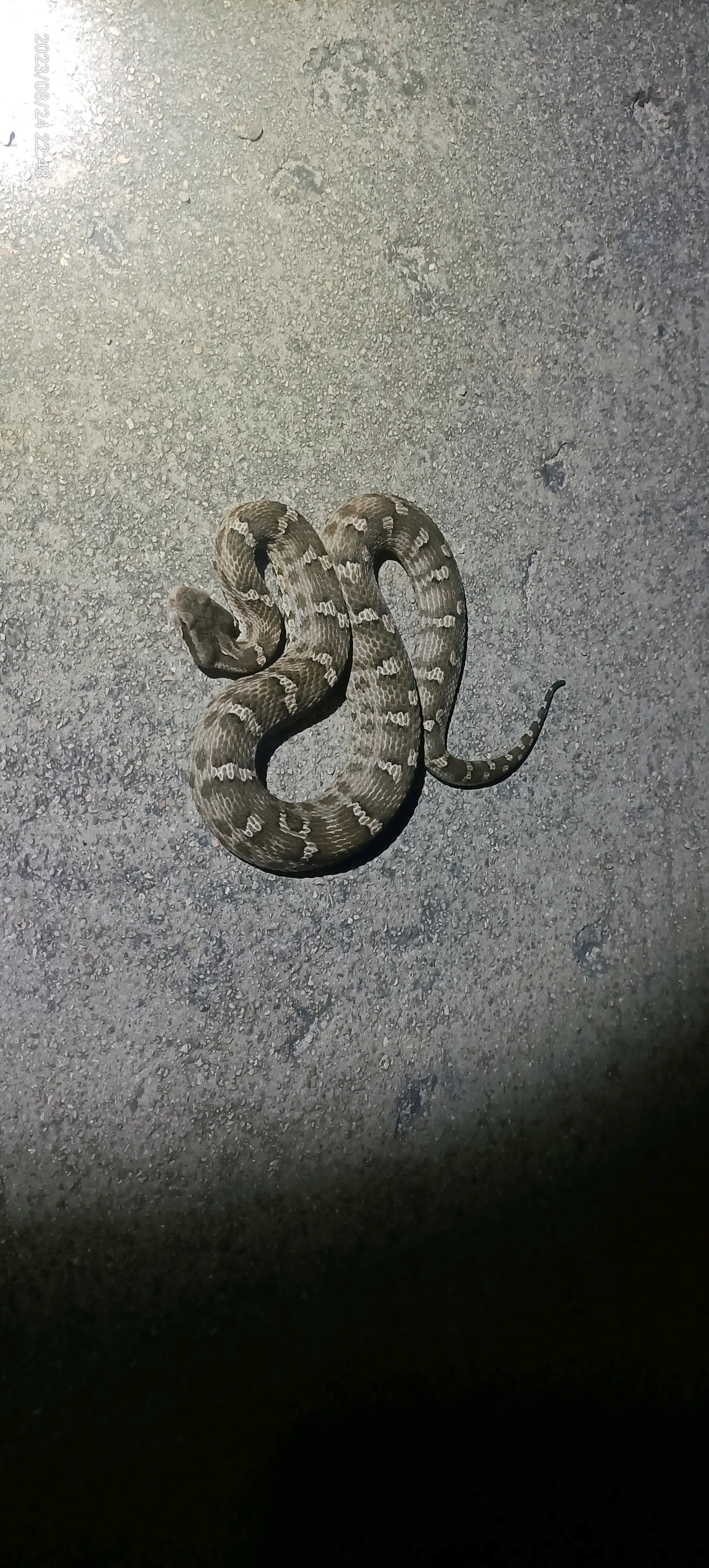 北蝮蛇,春出穴,夏夜行,秋日现,冬复眠,长岛逢夏高温则夏眠,日夜皆不见