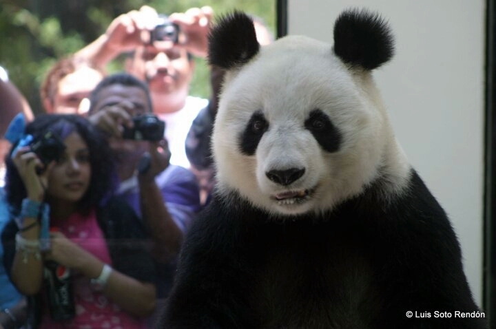 圈养大熊猫的谱系号、户口、打工是什么