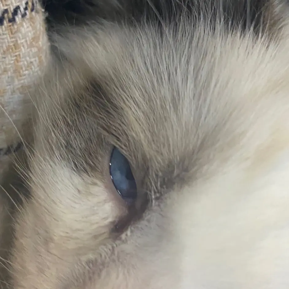猫传腹治疗案例 这只传腹猫打针一个月 白球比恢复至1 0 哔哩哔哩