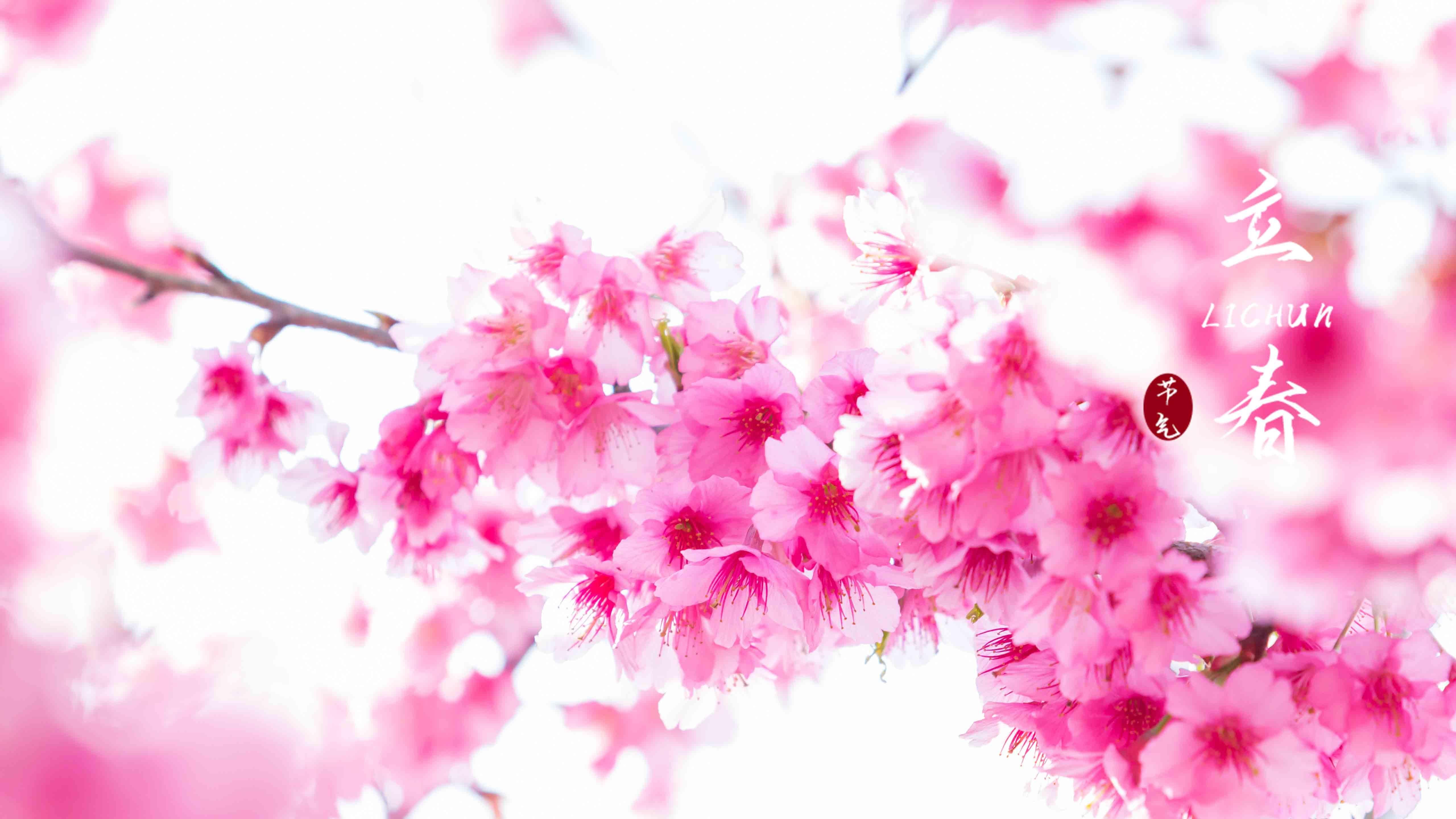 二十四节气之立春唯美粉嫩的梅花图片 -桌面天下（Desktx.com）