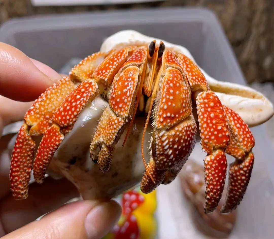 陆寄居蟹最简品种分辨12:草莓寄居蟹