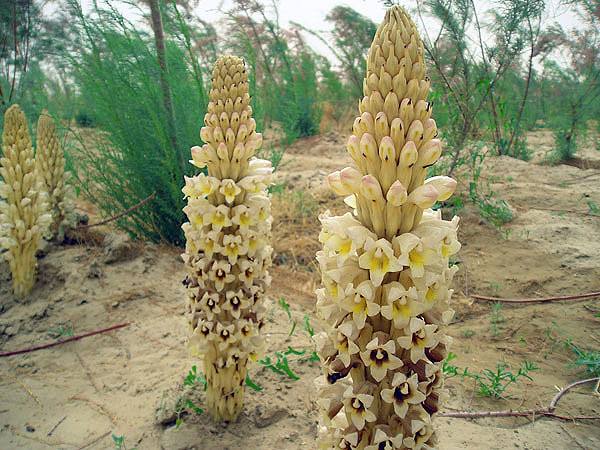 野生肉苁蓉锁阳价格,肉苁蓉的单价,肉苁蓉值钱么,食护康