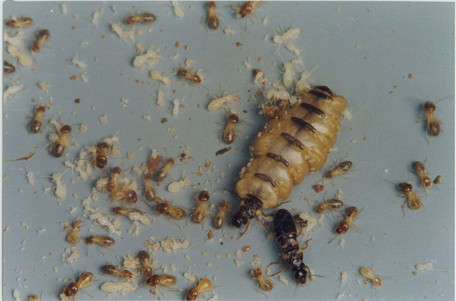 广州增城区家庭装修防白蚁方法