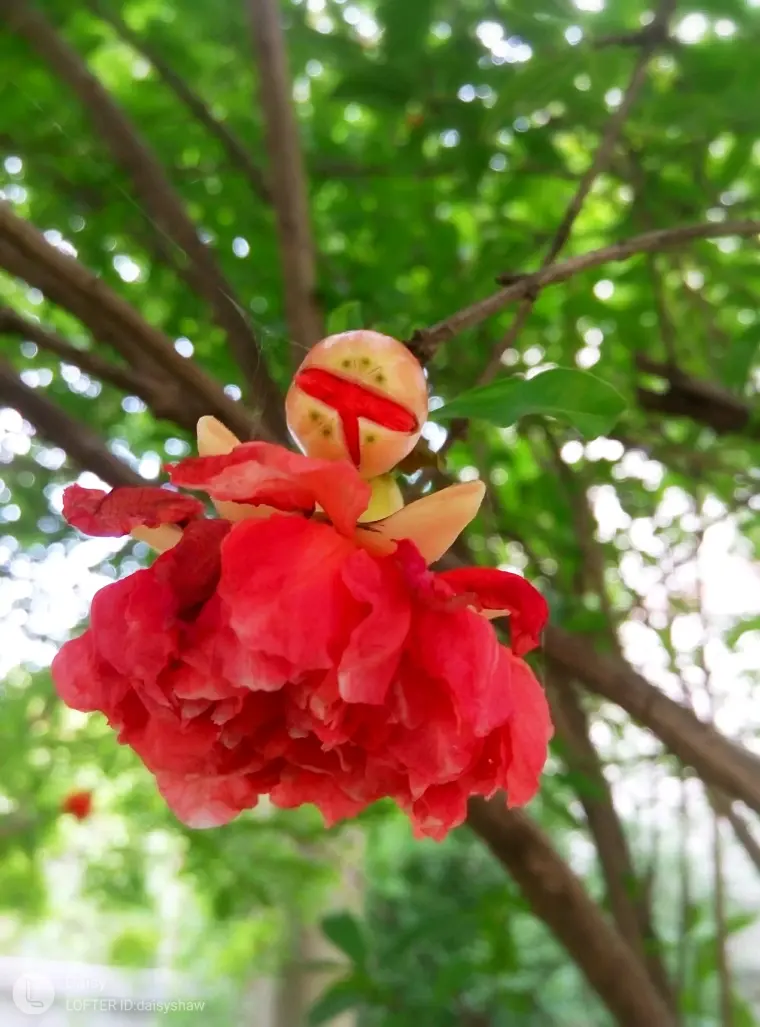 植物日志 石榴花 哔哩哔哩