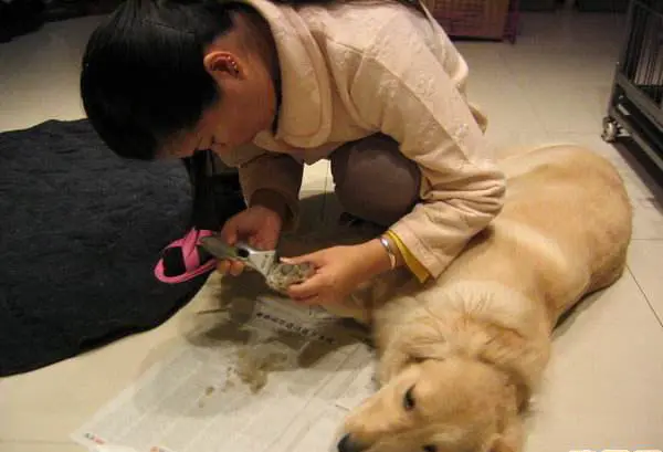 宠物犬脚毛过长不剃 危害居然这么大 狗狗的脚毛过长有什么危害 哔哩哔哩