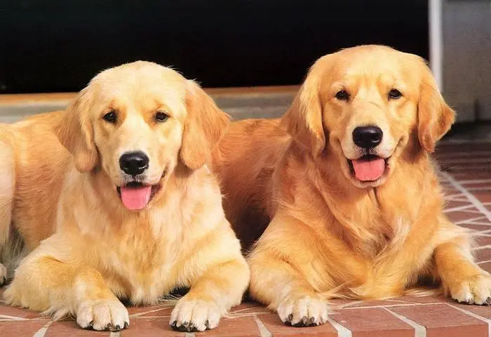 哈士奇雪橇犬怎样挑选健康的 在哪里能买到健康的哈士奇小狗狗 哔哩哔哩