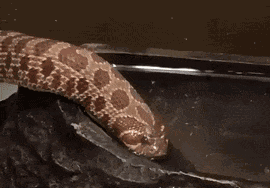 精分现场丨一个科普专栏up主的对白